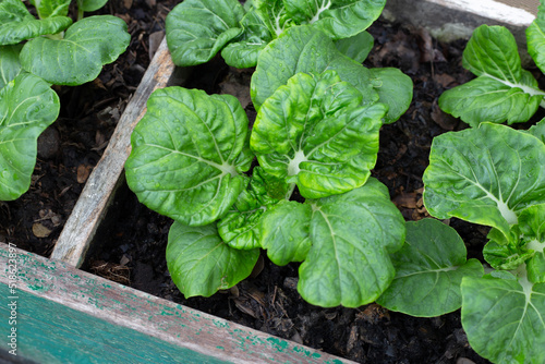 Bok choi or chinese white cabbage