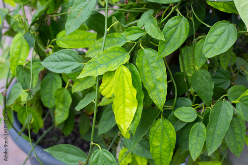 Wallpaper Mural Fresh green leaves of tiliacora triandra plant Torontodigital.ca