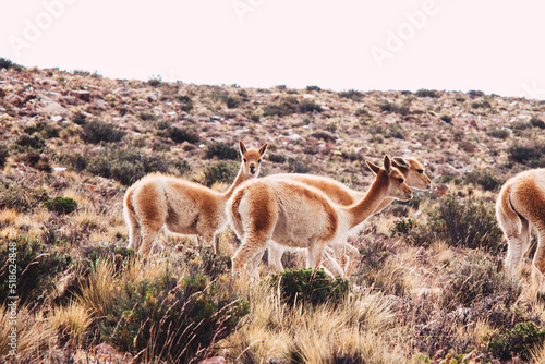 vicuña (Lama vicugna) or vicuna pack in jujuy, argentina.  photo