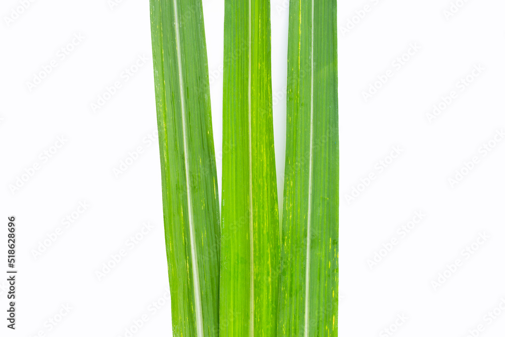 Sugar cane leaves on white background. Sugar cane leaves on white background.