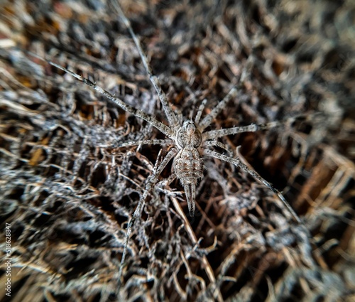 Closeup of a dark fishing spider photo
