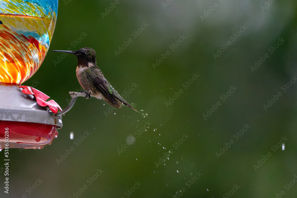 Obraz premium Humming bird feeding in the rain