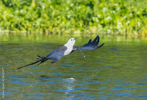 Beautiful shot of Swallow-tailed kite flying over the water surface photo