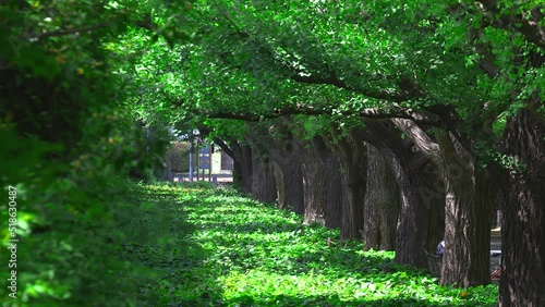 Rows of fresh green Gingko trees grow at the Jingu Gaien Gingko Tree Avenue in Chhiyoda Ward, Tokyo, Japan on 2022. photo