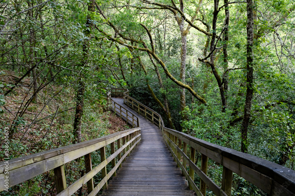 Wooden walkway in green springtime forest Wooden walkway in green springtime forest