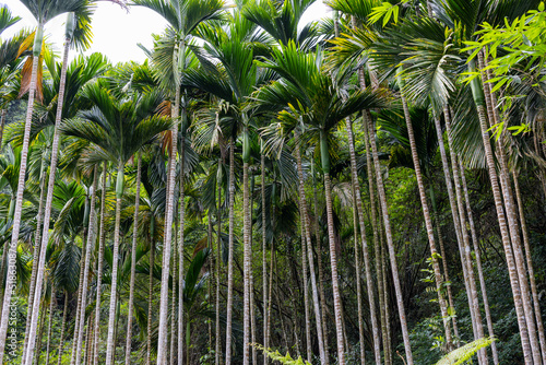Areca catechu forest in Taiwan