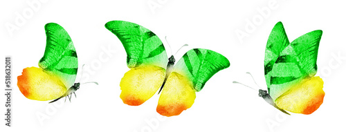Fototapeta Naklejka Na Ścianę i Meble -  Color watercolor butterfly , isolated on the white background. Set