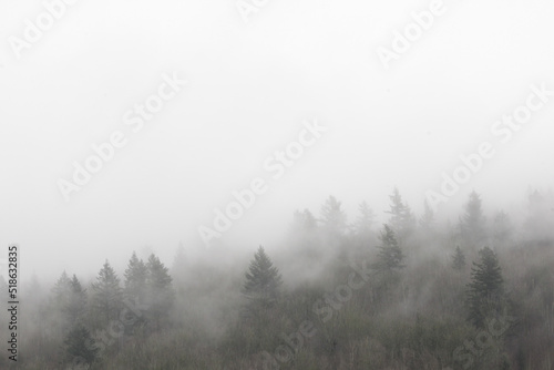 Foggy Forest © couragesings