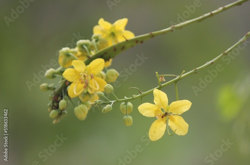 yellow flowers