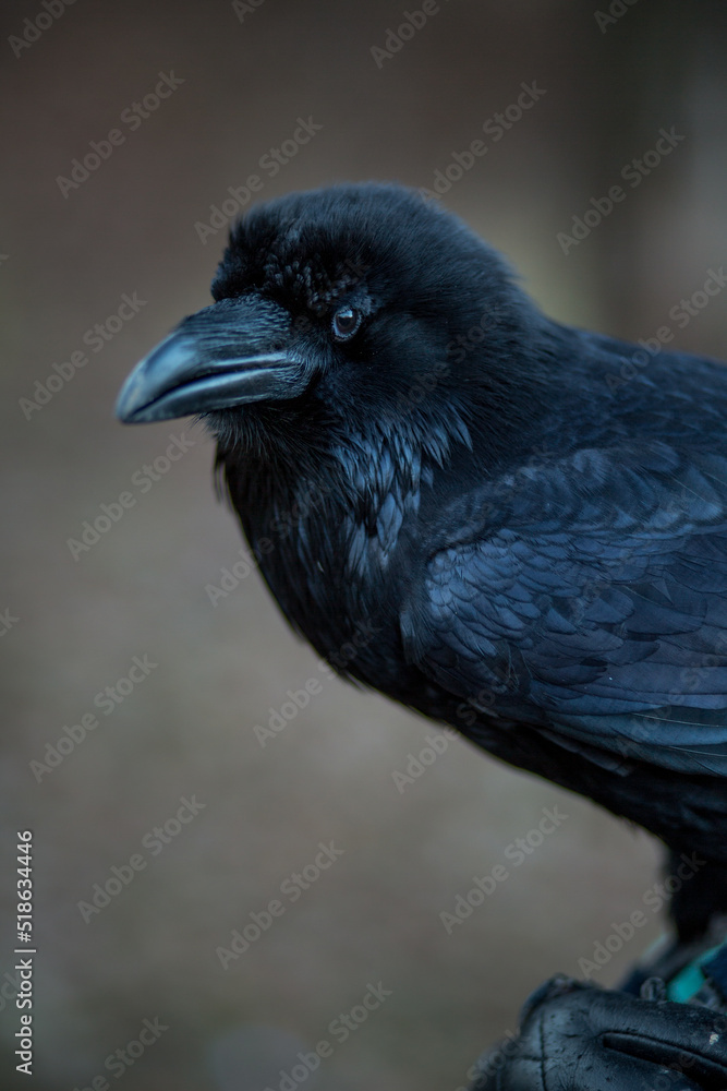 Fototapeta premium Close-up portrait of a beautiful large black raven