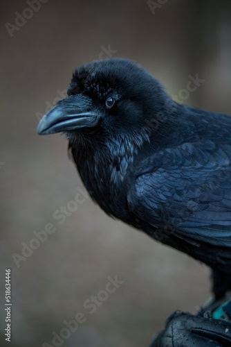 Close-up portrait of a beautiful large black raven