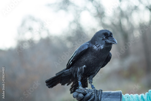 Black raven sits on a hand in a leather glove outdoors