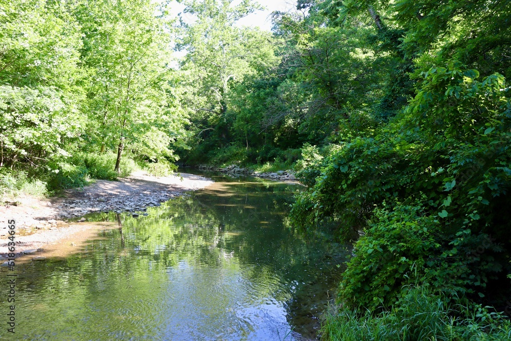 The flowing creek in the summer forest.