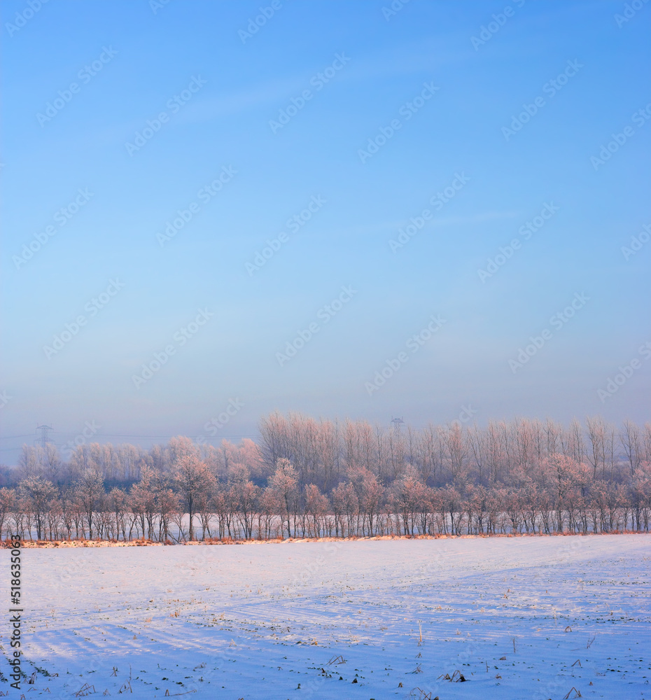 White snow covering landscape on a winter day with soft blue sky background and copy space. Frost covered tall trees in a forest or field. Remote farm land at sunrise with on a calm, fresh evening White snow covering landscape on a winter day with soft blue sky background and copy space. Frost covered tall trees in a forest or field. Remote farm land at sunrise with on a calm, fresh evening