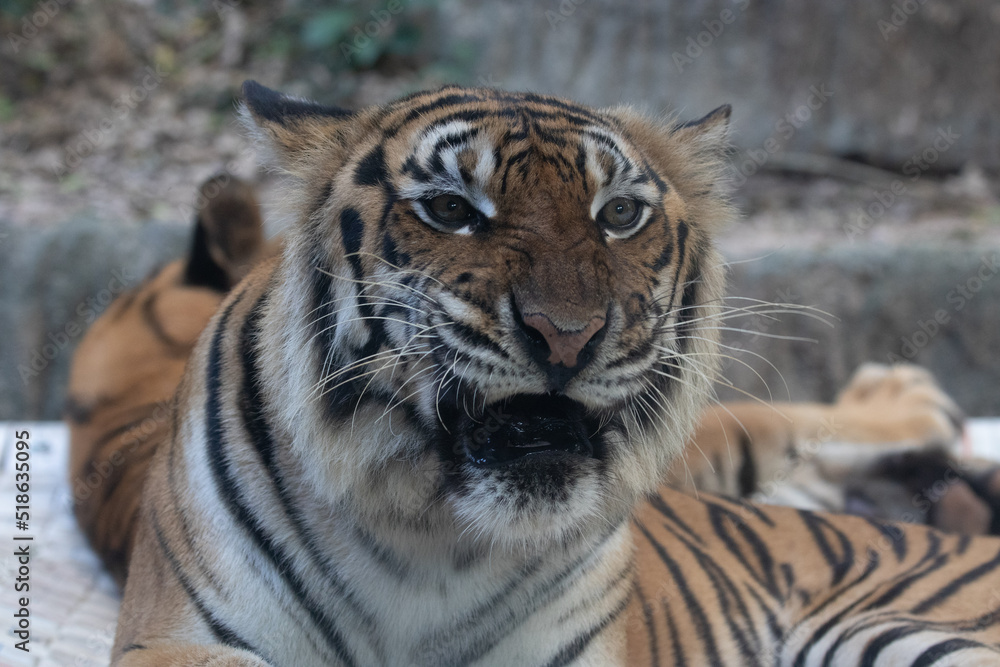 Naklejka premium Portrait of Indochinese Tiger