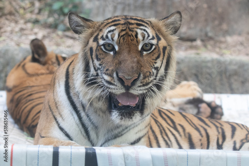 Fototapeta Naklejka Na Ścianę i Meble -  Portrait of Indochinese Tiger