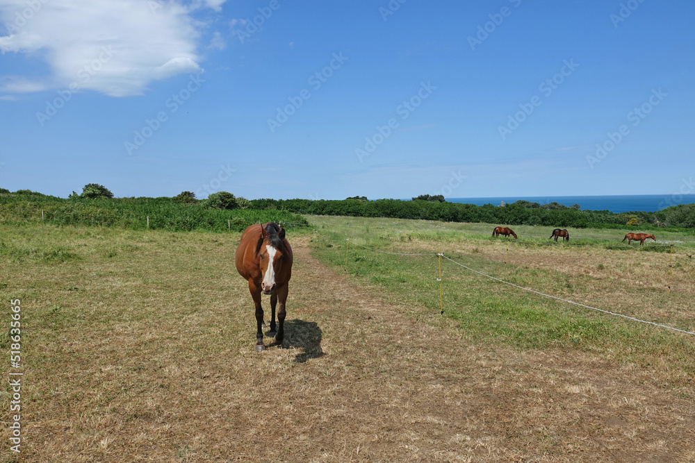 Chevaux rencontrés sur le chemin de randonné GR34 en bretagne Chevaux rencontrés sur le chemin de randonné GR34 en bretagne