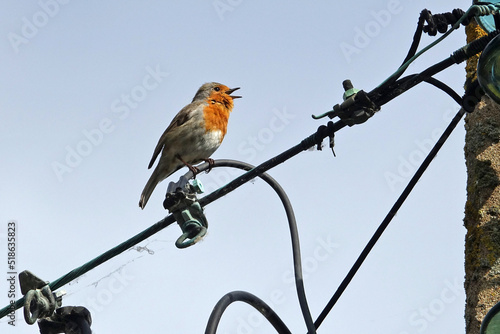 Rouge-gorge chanteur perché sur un fil électrique 