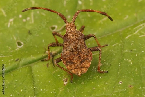 Valokuva Closeup on a speckled brown herbivorous nymph instar Dock bug, Coreus marginatus