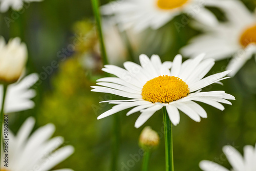 Fototapeta Naklejka Na Ścianę i Meble -  German chamomile white daisy flowers with yellow center blooming in a botanical garden or park on a sunny day during spring. Scenic landscape of pure natural environment with asteraceae plant species