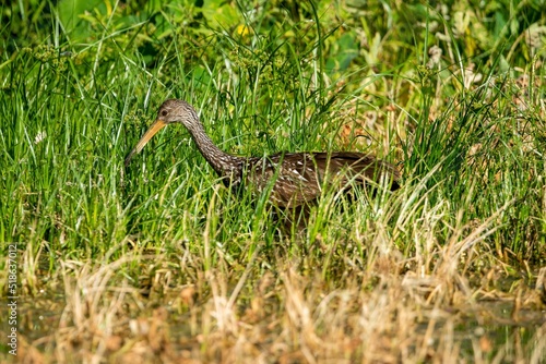 Closeup of a Lumpkin bird walking on the wetland covered in grass photo