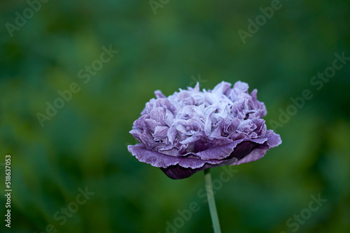 One opium poppy purple flower growing in a garden against a blurred background. Closeup of beautiful papaver somniferum flowering plant blooming and blossoming outdoors in a remote nature environment