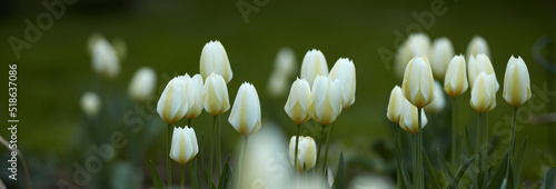 Garden tulip growing and thriving in a forest or field. Closeup of seasonal flowers blooming in a calm environment. Beautiful tulipa gesneriana plant in a zen meadow against a blurred background photo