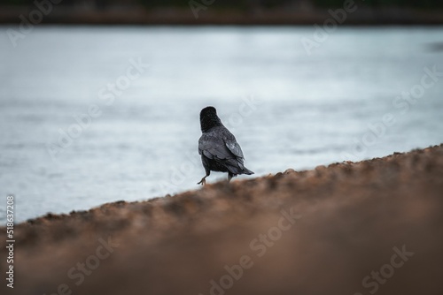 Closeup of a rear view of a walking pigeon bu the seashore