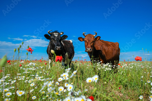 Two close-up cows stand in a wild field with herbs and flowers