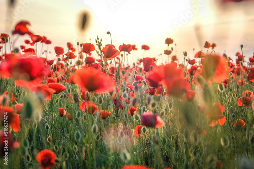 Delicate red poppies in a field against sunset