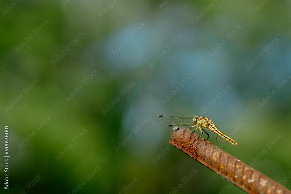 Beautiful yellow aggressive dragonfly rests and chilling on metal stick in garden . Blurred green background with a copyspace. Nature habitat. Beautiful vintage nature scene with dragonfly outdoors Beautiful yellow aggressive dragonfly rests and chilling on metal stick in garden . Blurred green background with a copyspace. Nature habitat. Beautiful vintage nature scene with dragonfly outdoors
