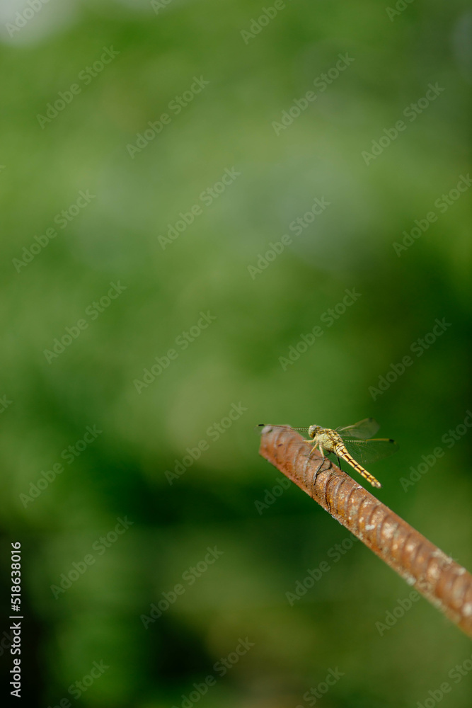 Beautiful yellow aggressive dragonfly rests and chilling on metal stick in garden . Blurred green background with a copyspace. Nature habitat. Beautiful vintage nature scene with dragonfly outdoors Beautiful yellow aggressive dragonfly rests and chilling on metal stick in garden . Blurred green background with a copyspace. Nature habitat. Beautiful vintage nature scene with dragonfly outdoors