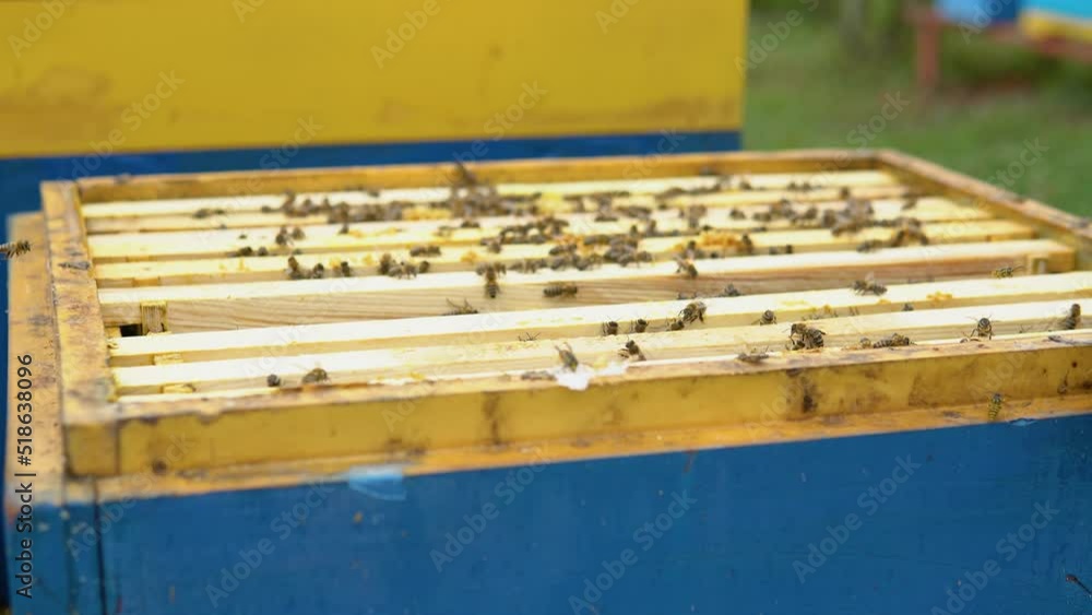 Bees on the honeycomb. Honey cell with bees. Apiculture. Apiary. Wooden beehive and bees. beehive with honey bees, frames of the hive Bees on the honeycomb. Honey cell with bees. Apiculture. Apiary. Wooden beehive and bees. beehive with honey bees, frames of the hive