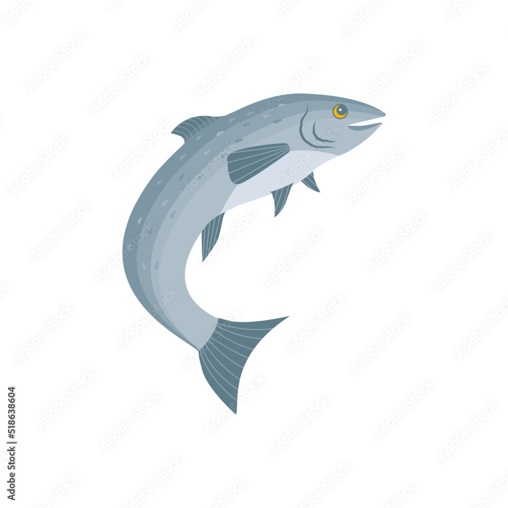 Salmon design illustration, vector.Salmon isolated on white background