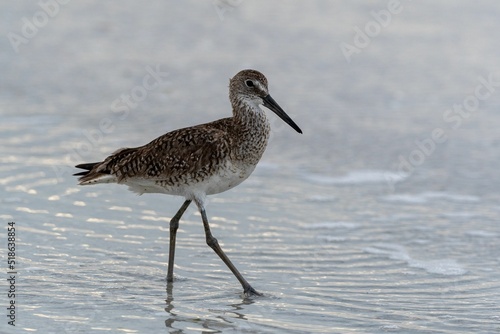 Lonely willet wandering on a lakeshore photo