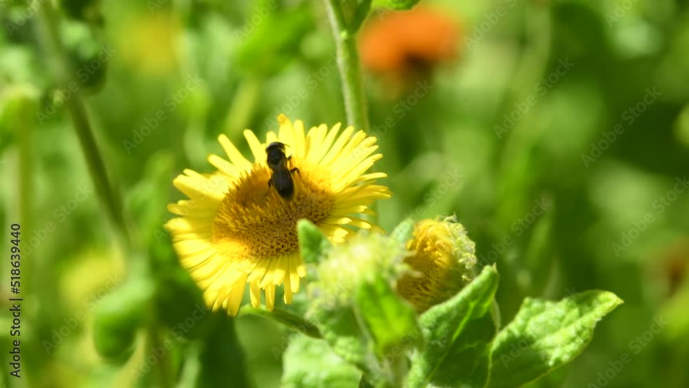 the common fleabane medicinal plant with flower and insect in summer in a monastery herb garden in Germany
