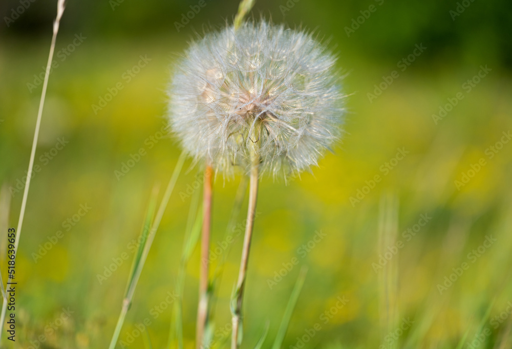 Fototapeta premium dandelion growing in the meadow in summer