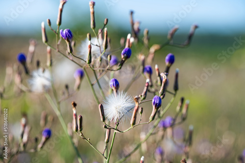 summer dandelions in the meadow in summer