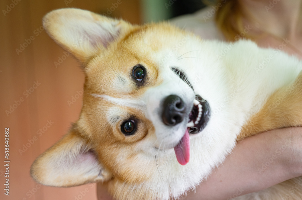 muzzle dog corgi welsh pembroke close-up muzzle dog corgi welsh pembroke close-up