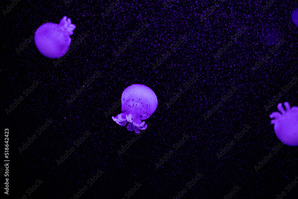 Jellyfish dance in dark blue ocean water. Jellyfish dance in dark blue ocean water.