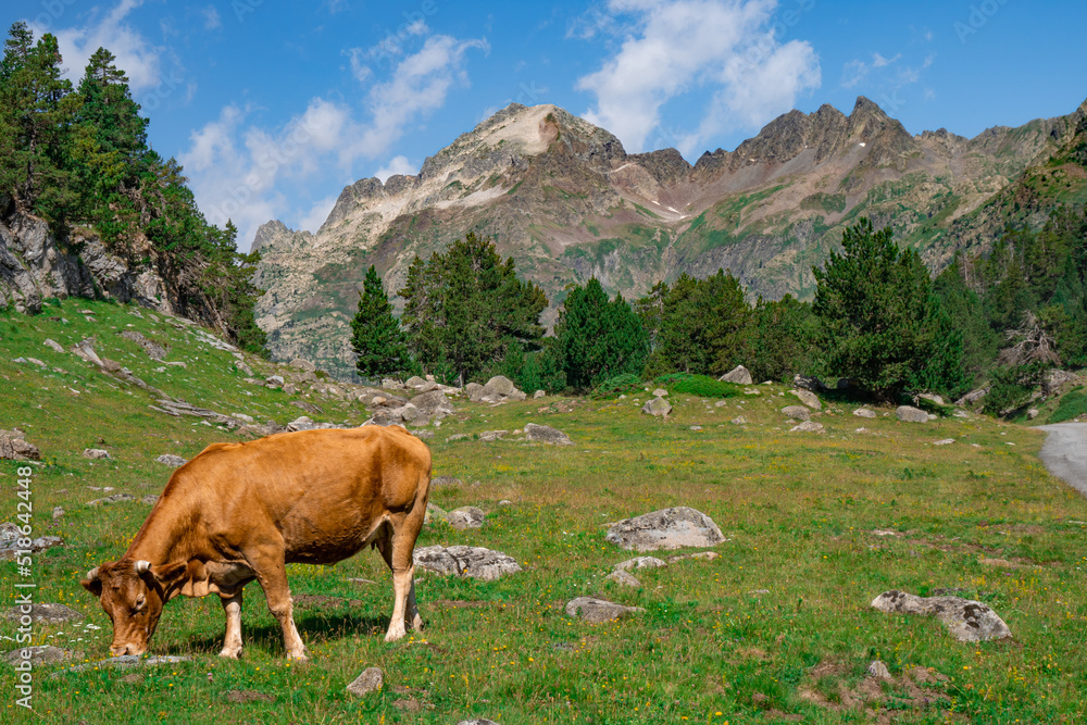 Cow grazing in a spectacular and wonderful landscape of the Aragonese Pyrenees.
