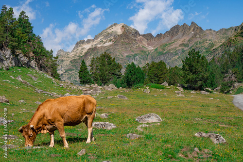 Cow grazing in a spectacular and wonderful landscape of the Aragonese Pyrenees.