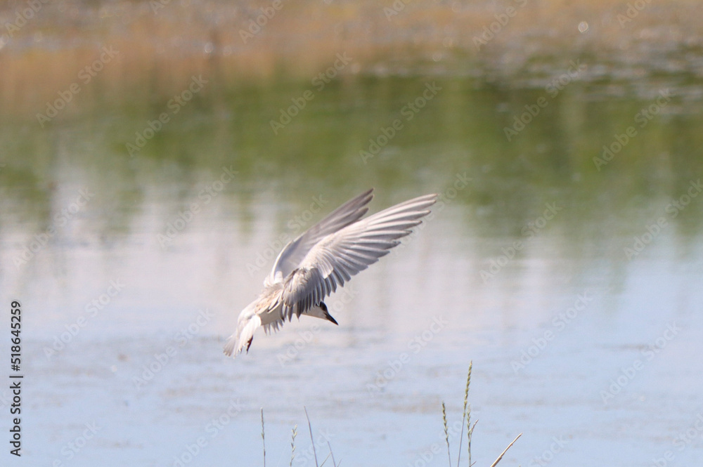 seagull in flight seagull in flight