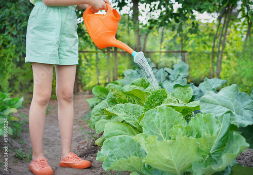 The gardener waters the cabbages growing in the garden. Garden care life style as a hobby. A girl in a garden holds a watering can.