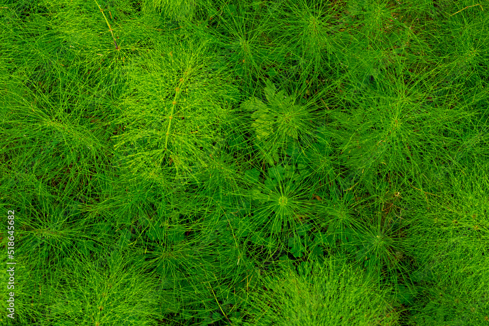 forest floor covered with horsetail grass forest floor covered with horsetail grass