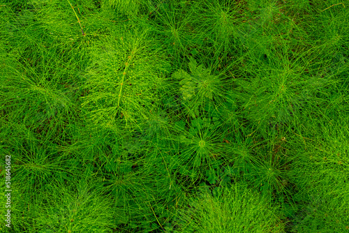 forest floor covered with horsetail grass