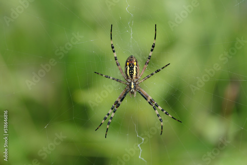 Female wasp spider (Agriope bruennichi) in it's web.