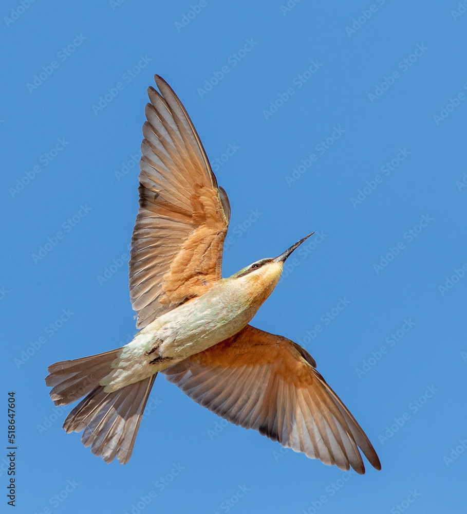 African Blue-cheeked bee-eater, Merops persicus chrysocercus African Blue-cheeked bee-eater, Merops persicus chrysocercus