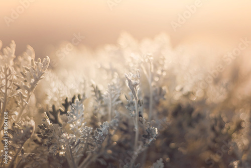 Dusty Miller Senecio cineraria in the sunset