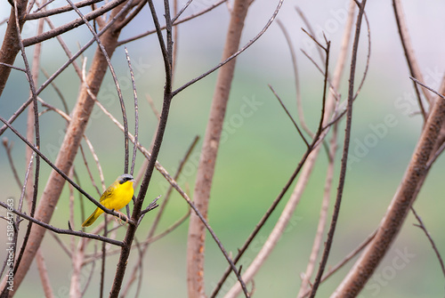 Wallpaper Mural Masked Yellowthroat, Geothlypis aequinoctialis Torontodigital.ca